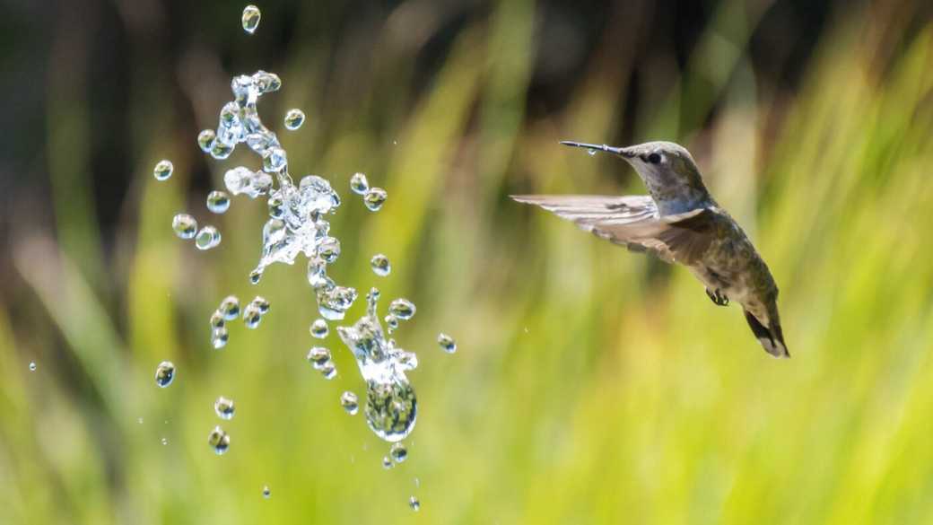 Supercharge Your Shallow ML Models With Hummingbird